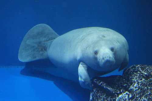 鳥羽水族館 もっと! 水の惑星紀行(2025年06_月)